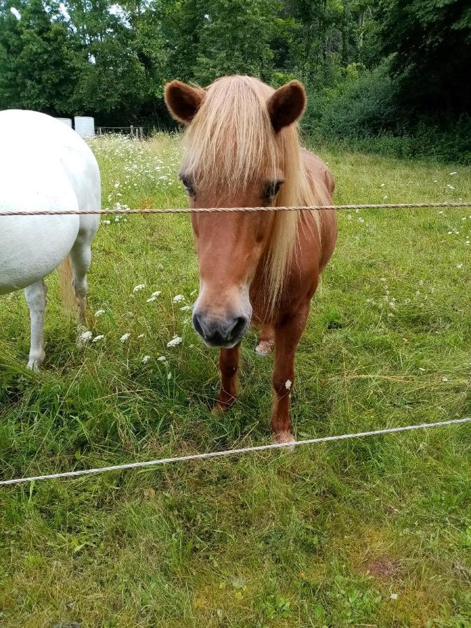 Ferienwohnung Eva Mechernich Esterno foto